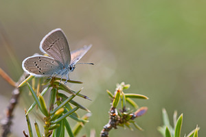 Cupido minimus (Lycaenidae)  - Argus frêle, Lycène naine - Small Blue Lozere [France] 28/05/2010 - 860m