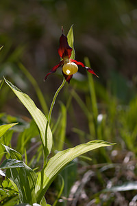 Cypripedium calceolus (Orchidaceae)  - Sabot-de-Vénus - Lady's-slipper Lozere [France] 28/05/2010 - 880m