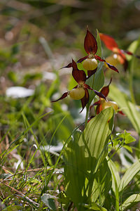 Cypripedium calceolus (Orchidaceae)  - Sabot-de-Vénus - Lady's-slipper Lozere [France] 28/05/2010 - 880m