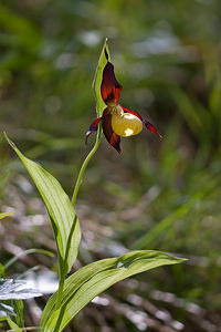 Cypripedium calceolus (Orchidaceae)  - Sabot-de-Vénus - Lady's-slipper Lozere [France] 28/05/2010 - 880m