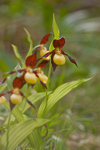 Cypripedium calceolus (Orchidaceae)  - Sabot-de-Vénus - Lady's-slipper Lozere [France] 28/05/2010 - 880m