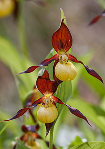 Cypripedium calceolus (Orchidaceae)  - Sabot-de-Vénus - Lady's-slipper Lozere [France] 28/05/2010 - 880m