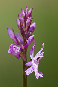 Dactylorhiza fuchsii (Orchidaceae)  - Dactylorhize de Fuchs, Orchis de Fuchs, Orchis tacheté des bois, Orchis de Meyer, Orchis des bois - Common Spotted-orchid Lozere [France] 28/05/2010 - 880m