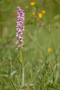 Dactylorhiza incarnata (Orchidaceae)  - Dactylorhize incarnat, Orchis incarnat, Orchis couleur de chair - Early Marsh-orchid Herault [France] 24/05/2010 - 180m