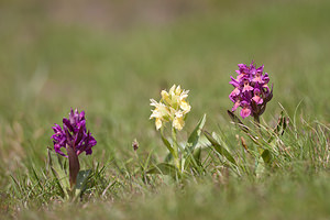 Dactylorhiza sambucina (Orchidaceae)  - Dactylorhize sureau, Orchis sureau Lozere [France] 23/05/2010 - 1430m