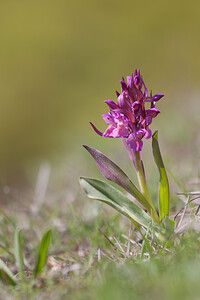 Dactylorhiza sambucina (Orchidaceae)  - Dactylorhize sureau, Orchis sureau Lozere [France] 23/05/2010 - 1430m