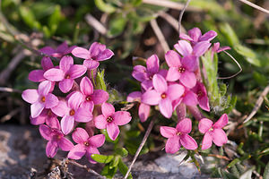 Daphne cneorum (Thymelaeaceae)  - Daphné camélée, Thymélée Lozere [France] 25/05/2010 - 940m