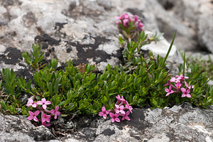 Daphne cneorum (Thymelaeaceae)  - Daphné camélée, Thymélée Lozere [France] 27/05/2010 - 1130m