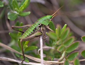 Decticus verrucivorus (Tettigoniidae)  - Dectique verrucivore - Wart-biter Meuse [France] 15/05/2010 - 290mm?le juv?nile