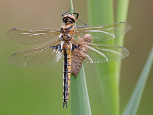 Epitheca bimaculata (Corduliidae)  - Épithèque bimaculée, Cordulie à deux taches Meuse [France] 13/05/2010 - 160m