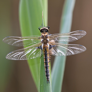 Epitheca bimaculata (Corduliidae)  - Épithèque bimaculée, Cordulie à deux taches Meuse [France] 13/05/2010 - 160m