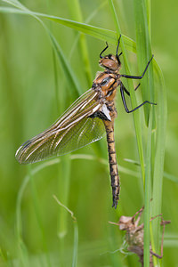 Epitheca bimaculata (Corduliidae)  - Épithèque bimaculée, Cordulie à deux taches Meuse [France] 13/05/2010 - 160m