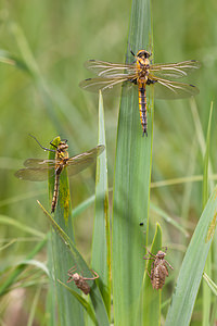 Epitheca bimaculata (Corduliidae)  - Épithèque bimaculée, Cordulie à deux taches Meuse [France] 14/05/2010 - 250mavec Cordulia aenea (? gauche) et leur deux exuvies !