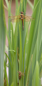 Epitheca bimaculata (Corduliidae)  - Épithèque bimaculée, Cordulie à deux taches Meuse [France] 15/05/2010 - 240m