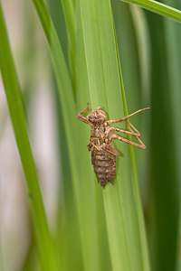 Epitheca bimaculata (Corduliidae)  - Épithèque bimaculée, Cordulie à deux taches Meuse [France] 15/05/2010 - 240mNoter les pointes carat?ristiques sur l'arri?re de l'abdomen