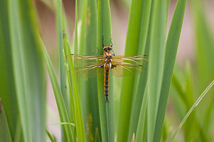 Epitheca bimaculata (Corduliidae)  - Épithèque bimaculée, Cordulie à deux taches Meuse [France] 15/05/2010 - 240m