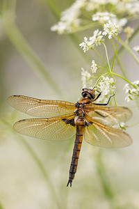 Epitheca bimaculata (Corduliidae)  - Épithèque bimaculée, Cordulie à deux taches Meuse [France] 16/05/2010 - 160m