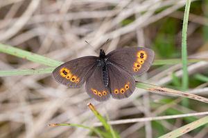 Erebia medusa (Nymphalidae)  - Moiré franconien Meuse [France] 15/05/2010 - 290m