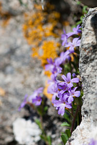 Erinus alpinus (Plantaginaceae)  - Érine des Alpes, Mandeline des Alpes - Fairy Foxglove Lozere [France] 27/05/2010 - 1090m