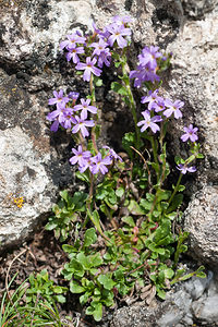 Erinus alpinus (Plantaginaceae)  - Érine des Alpes, Mandeline des Alpes - Fairy Foxglove Lozere [France] 27/05/2010 - 1100m