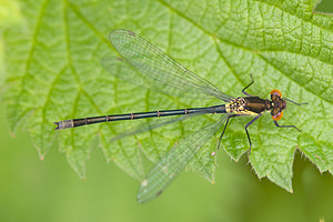 Erythromma najas (Coenagrionidae)  - Naïade aux yeux rouges - Red-eyed Damselfly Meuse [France] 14/05/2010 - 250mm?le immature