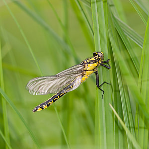 Gomphus vulgatissimus (Gomphidae)  - Gomphe vulgaire - Club-tailed Dragonfly Meuse [France] 14/05/2010 - 260m