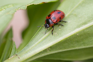 Gonioctena viminalis (Chrysomelidae)  - Chrysomèle cyclope Aveyron [France] 26/05/2010 - 420m