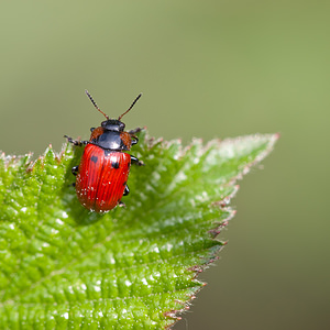 Gonioctena viminalis (Chrysomelidae)  - Chrysomèle cyclope Aveyron [France] 26/05/2010 - 420m