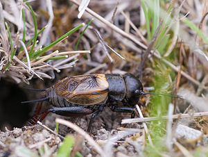 Gryllus campestris (Gryllidae)  - Grillon champêtre - Field Cricket Seine-et-Marne [France] 13/05/2010 - 130m