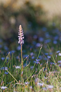 Gymnadenia conopsea (Orchidaceae)  - Gymnadénie moucheron, Orchis moucheron, Orchis moustique - Fragrant Orchid Herault [France] 24/05/2010 - 180m