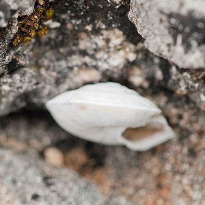 Helicigona lapicida (Helicidae)  - Soucoupe commune - Lapidary Snail Lozere [France] 27/05/2010 - 1120m