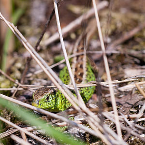 Lacerta agilis (Lacertidae)  - Lézard des souches, Lézard agile - Sand Lizard Meuse [France] 16/05/2010 - 160m