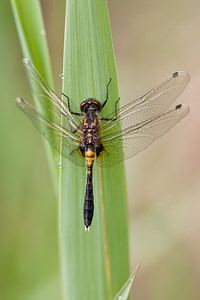 Leucorrhinia caudalis (Libellulidae)  - Leucorrhine à large queue Meuse [France] 14/05/2010 - 250m