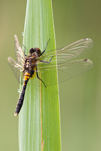 Leucorrhinia caudalis (Libellulidae)  - Leucorrhine à large queue Meuse [France] 14/05/2010 - 250m