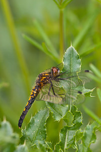 Leucorrhinia caudalis (Libellulidae)  - Leucorrhine à large queue Meuse [France] 14/05/2010 - 250m