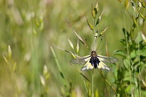 Libelloides coccajus (Ascalaphidae)  - Ascalaphe soufré Lozere [France] 23/05/2010 - 890m