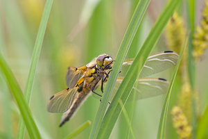 Libellula quadrimaculata (Libellulidae)  - Libellule quadrimaculée, Libellule à quatre taches - Four-spotted Chaser Meuse [France] 15/05/2010 - 240m