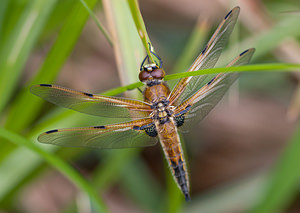 Libellula quadrimaculata (Libellulidae)  - Libellule quadrimaculée, Libellule à quatre taches - Four-spotted Chaser Meuse [France] 15/05/2010 - 240m