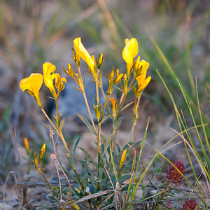 Linum campanulatum (Linaceae)  - Lin campanulé Herault [France] 23/05/2010 - 180m