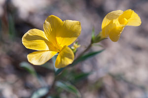 Linum campanulatum (Linaceae)  - Lin campanulé Herault [France] 24/05/2010 - 180m