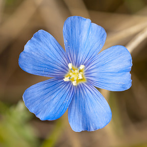 Linum leonii (Linaceae)  - Lin de Léon, Lin d'Angleterre Seine-et-Marne [France] 13/05/2010 - 140m