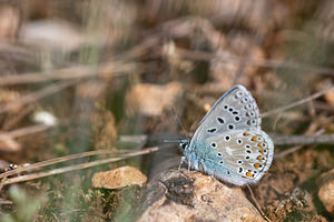 Lysandra bellargus (Lycaenidae)  - Bel-Argus, Azuré bleu céleste - Adonis Blue Lozere [France] 28/05/2010 - 830m