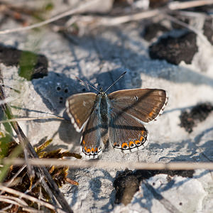 Lysandra hispana (Lycaenidae)  - Bleu-nacré d'Espagne Lozere [France] 26/05/2010 - 860m