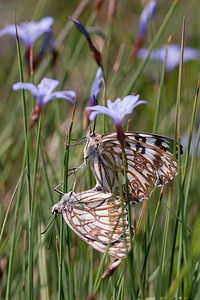 Melanargia occitanica (Nymphalidae)  - Échiquier d'Occitanie, Demi-Deuil occitan Herault [France] 24/05/2010 - 180m