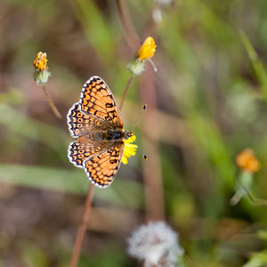 Melitaea cinxia (Nymphalidae)  - Mélitée du Plantain - Glanville Fritillary Lozere [France] 28/05/2010 - 830m