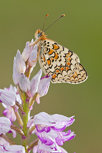 Melitaea phoebe (Nymphalidae)  - Mélitée des Centaurées, Grand Damier Lozere [France] 27/05/2010 - 830m