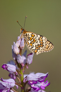 Melitaea phoebe (Nymphalidae)  - Mélitée des Centaurées, Grand Damier Lozere [France] 27/05/2010 - 830m