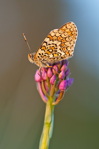 Melitaea phoebe (Nymphalidae)  - Mélitée des Centaurées, Grand Damier Lozere [France] 27/05/2010 - 870m