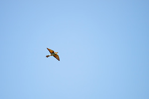 Merops apiaster (Meropidae)  - Guêpier d'Europe - European Bee-eater Herault [France] 24/05/2010 - 180m