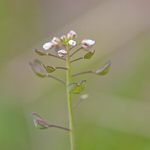 Microthlaspi perfoliatum (Brassicaceae)  - Petit-tabouret perfolié, Kandide perfoliée, Tabouret perfolié - Perfoliate Penny-cress Meuse [France] 14/05/2010 - 290m